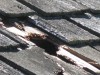 Levenson - Wood Shingles