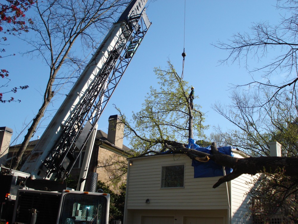 Photo By 404-CUT-TREE. Tree Removal