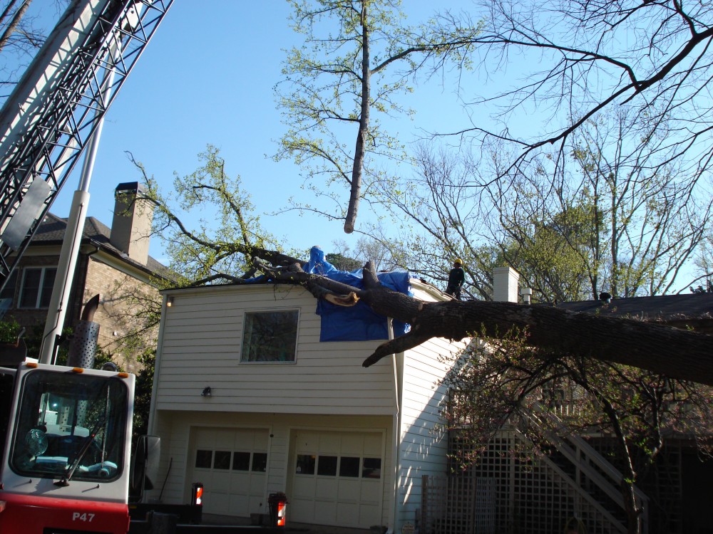 Photo By 404-CUT-TREE. Tree Removal