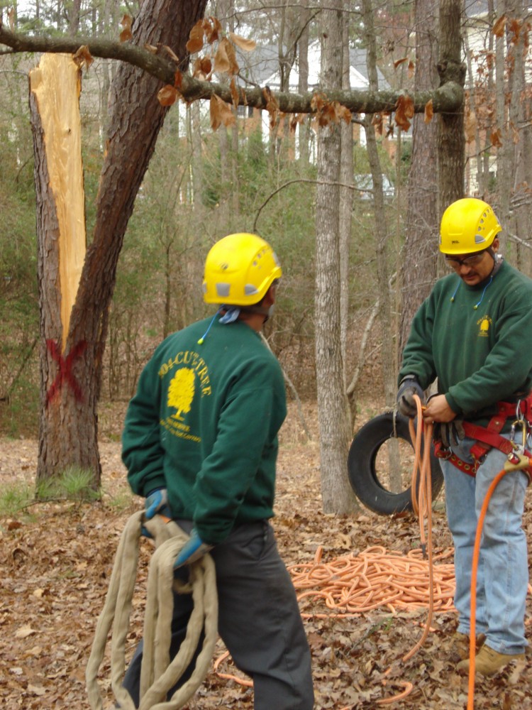 Photo By 404-CUT-TREE. Tree Removal
