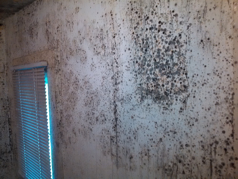 Photo By Dry-Tech Water Damage Restoration  Services. Mold Remediation Services