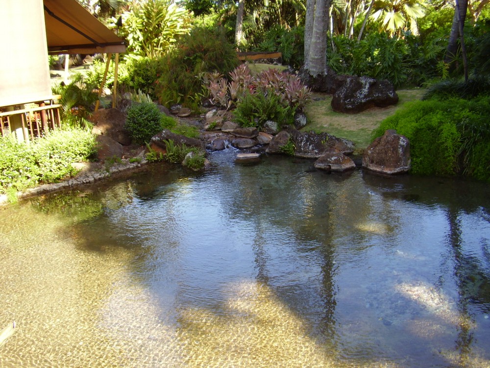 Photo By Guardian Of The Waters. Pools & Ponds