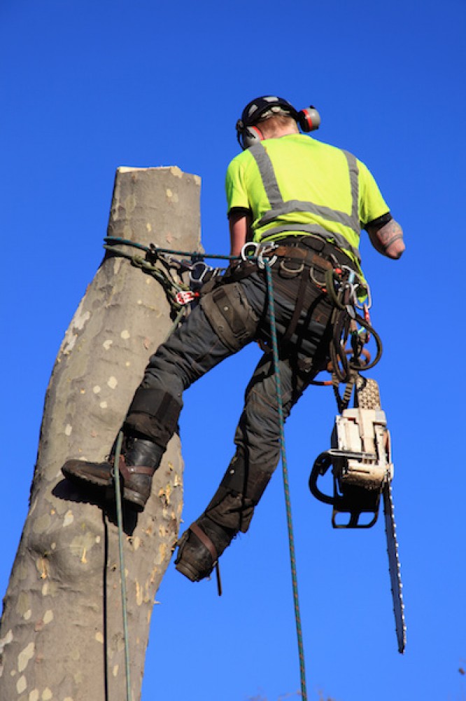 Photo By Georgia Tree Pro. Marietta Tree Service Photos