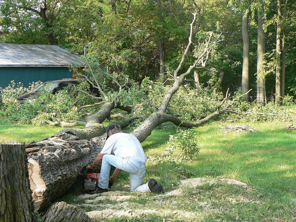 Photo By Georgia Tree Pro. Marietta Tree Service Photos