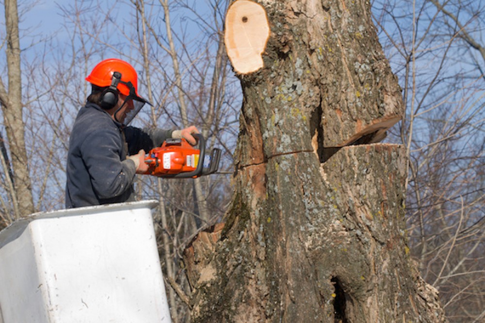 Photo By Georgia Tree Pro. Marietta Tree Service Photos