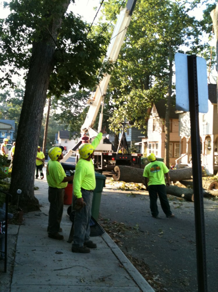 Photo By E-Z Tree Care And Removal Service - South Jersey. Tree Service South Jersey
