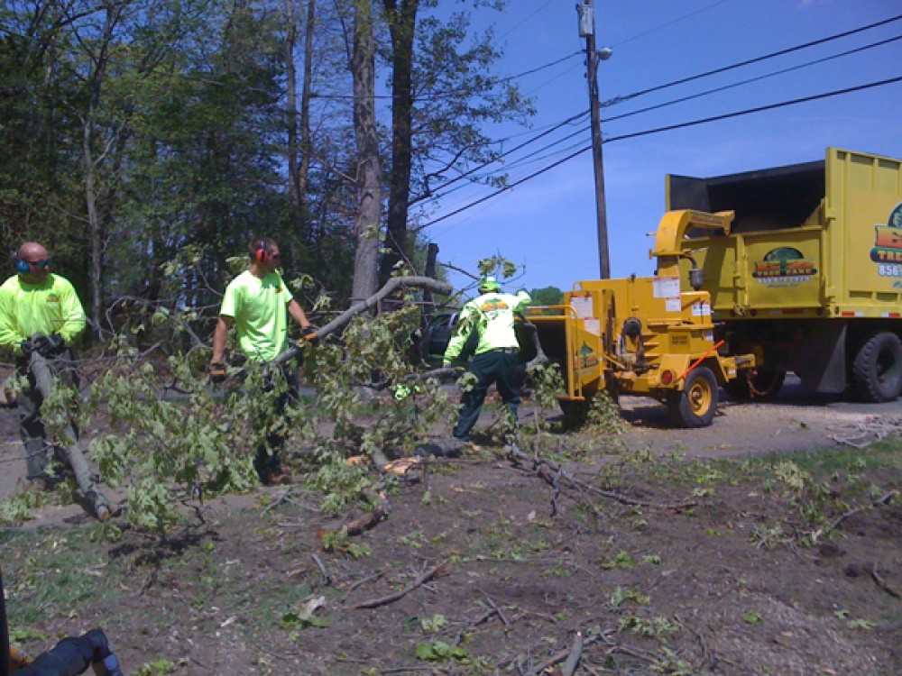 Photo By E-Z Tree Care And Removal Service - South Jersey. Tree Service South Jersey