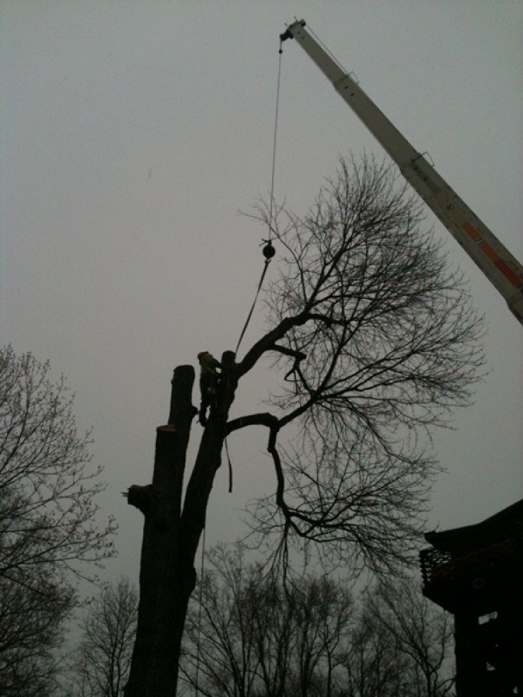 Photo By E-Z Tree Care And Removal Service - South Jersey. Tree Service South Jersey