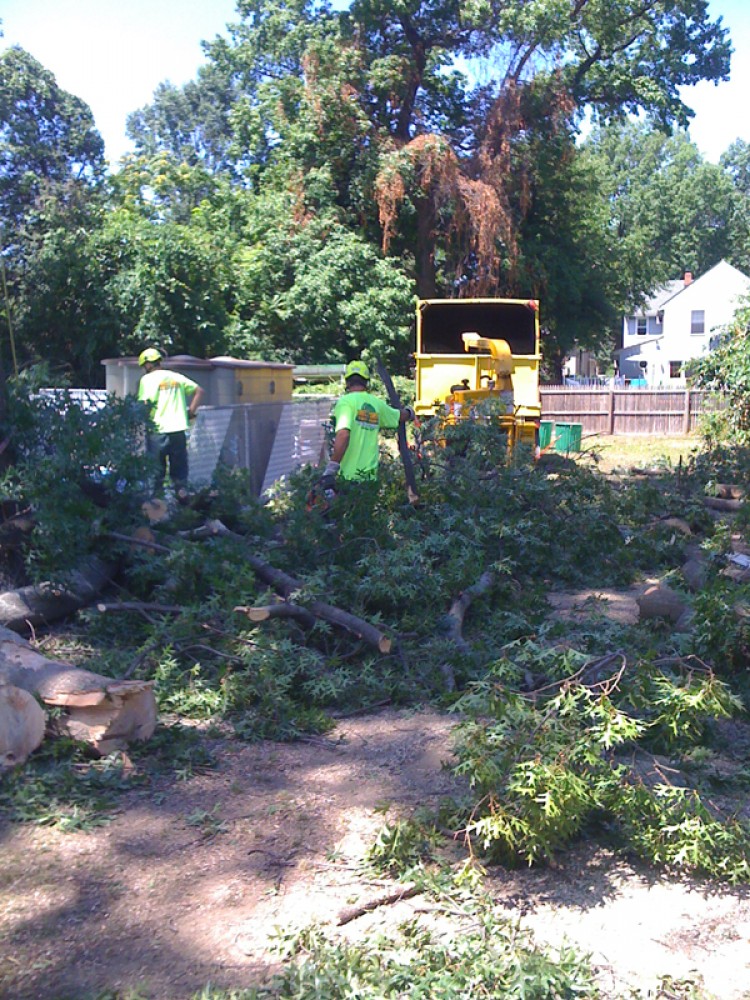 Photo By E-Z Tree Care And Removal Service - South Jersey. Tree Service South Jersey