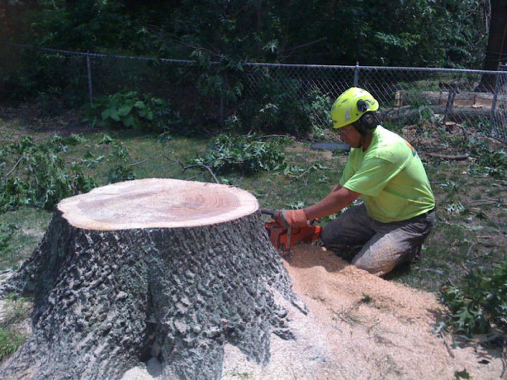 Photo By E-Z Tree Care And Removal Service - South Jersey. Tree Service South Jersey