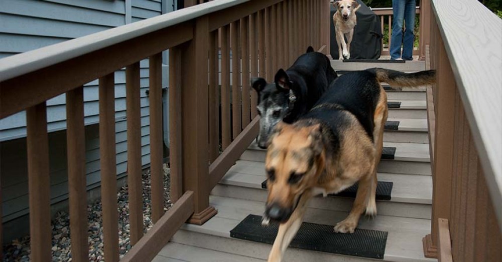 Photo By Bridgewater Construction LLC. These Stairs Are For The Dogs