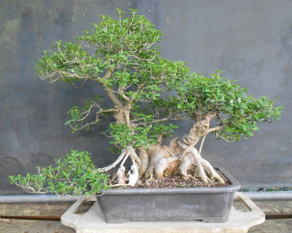 Photo By Bonsai Beginnings. 