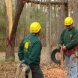 Photo by 404-CUT-TREE. Tree removal - thumbnail