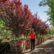 Photo by Moon Valley Nurseries.  - thumbnail