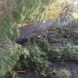 Photo by Weathersafe Restoration Inc.. Storm Damage - thumbnail