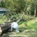 Photo by Georgia Tree Pro. Marietta Tree Service Photos - thumbnail