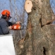 Photo by Georgia Tree Pro. Marietta Tree Service Photos - thumbnail