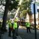 Photo by E-Z Tree Care and Removal Service - South Jersey. Tree Service South Jersey - thumbnail