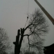 Photo by E-Z Tree Care and Removal Service - South Jersey. Tree Service South Jersey - thumbnail