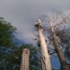 Photo by E-Z Tree Care and Removal Service - South Jersey. Tree Service South Jersey - thumbnail