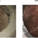 Photo by First Aid Services. Air Duct & Dryer Vent Cleaning - Before & After Photos - thumbnail