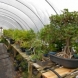 Photo by Bonsai Beginnings.  - thumbnail